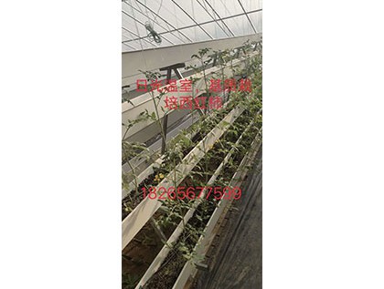 日光温室基质栽培西红柿