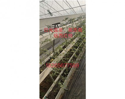日光温室基质栽培西红柿